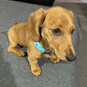 Sweet Dachshund Girl -1