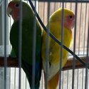 Free 2 lovebirds (yellow and green)-1