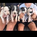 4 pure breed amtaff puppies forsale -0