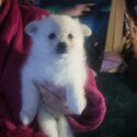 Japanese/German spitz -4