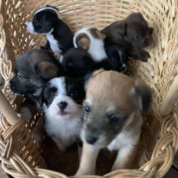 Jack Russel Puppies 