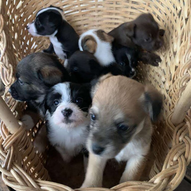 Jack Russel Puppies 