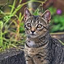 Domestic short hair kitten for free-2