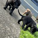 Shar pei , Rottweiler, mastiff puppies for sale !-4