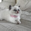 Purebred Ragdoll Kittens-0