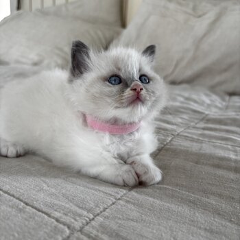 Purebred Ragdoll Kittens