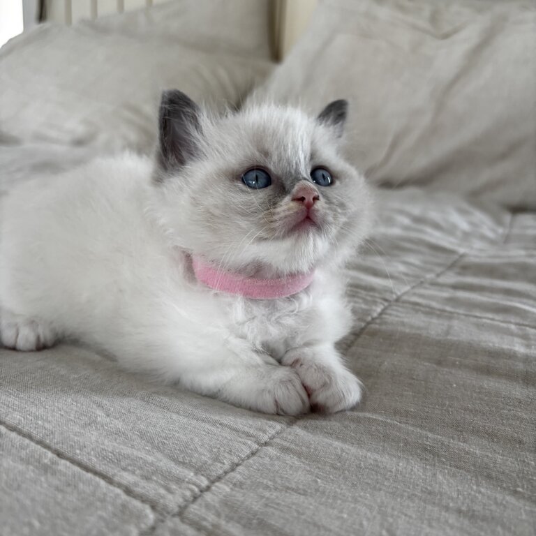 Purebred Ragdoll Kittens