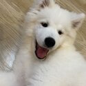 Samoyed needing to be rehomed -3