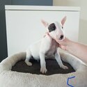 We have a beautiful litter of 8  Bull Terrier puppies that are now ready-1