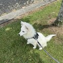 2 Month Old Purebreed Japanese Spitz-2