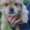 Beautiful boy puppy for sale-0