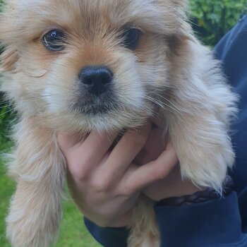 Beautiful boy puppy for sale