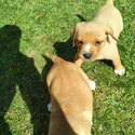 Labrador X springer spaniel puppies -3