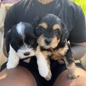 Cavoodle puppies -2