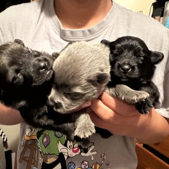 Gorgeous German/JapaneseGerman puppies 