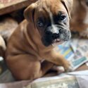 3 purebred Boxer puppies-2