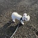 Adorable Maltipoo Puppy -0