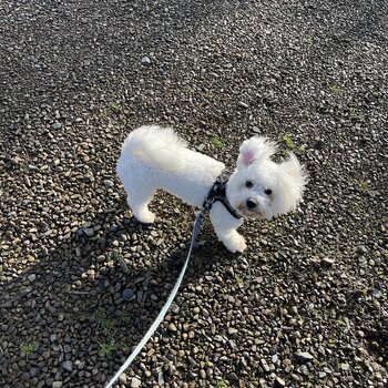 Adorable Maltipoo Puppy 