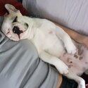 Adorable French bulldog puppy -0