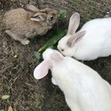 3 rabbits need a loving home-3