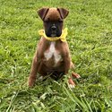 Boxer puppies -1