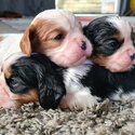 Purebred Cavalier King Charles (Australian Import)-2