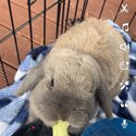 Badger 10month old dwarf rabbit, desexed and vaccinated -3