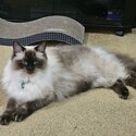 Male Ragdoll for sale-3