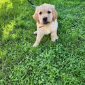 Golden Retriever Male Puppy-3