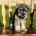 Miniture Schnauzer pups-1