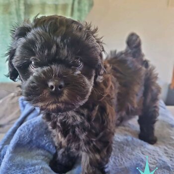 Toy Poodle x Löwchen 