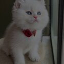 British Shorthair Kittens males and females available -1