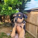 Rottweiler X Labrador Puppies-2