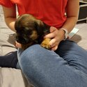 Border Terrier Puppies-1