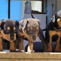 Rottweiler X Labrador Puppies-5