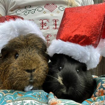 Rehoming 2x cute female guinea pigs with a hutch and some food. Due to our daughter being allergic