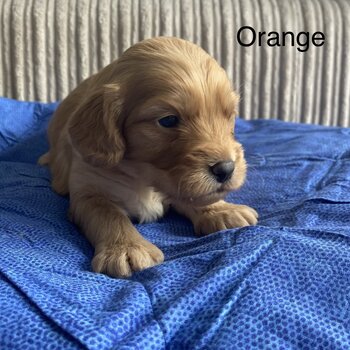 Cavoodle puppies