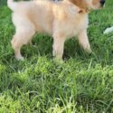 Golden Retriever Male Puppy-2