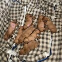 Hungarian Vizsla Puppies-5