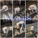 American Bulldog-3