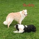 Pure Bred Border Collie Puppies - Red/white &amp; Black/white-5