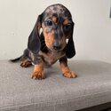 Dachshund puppies for sale -2