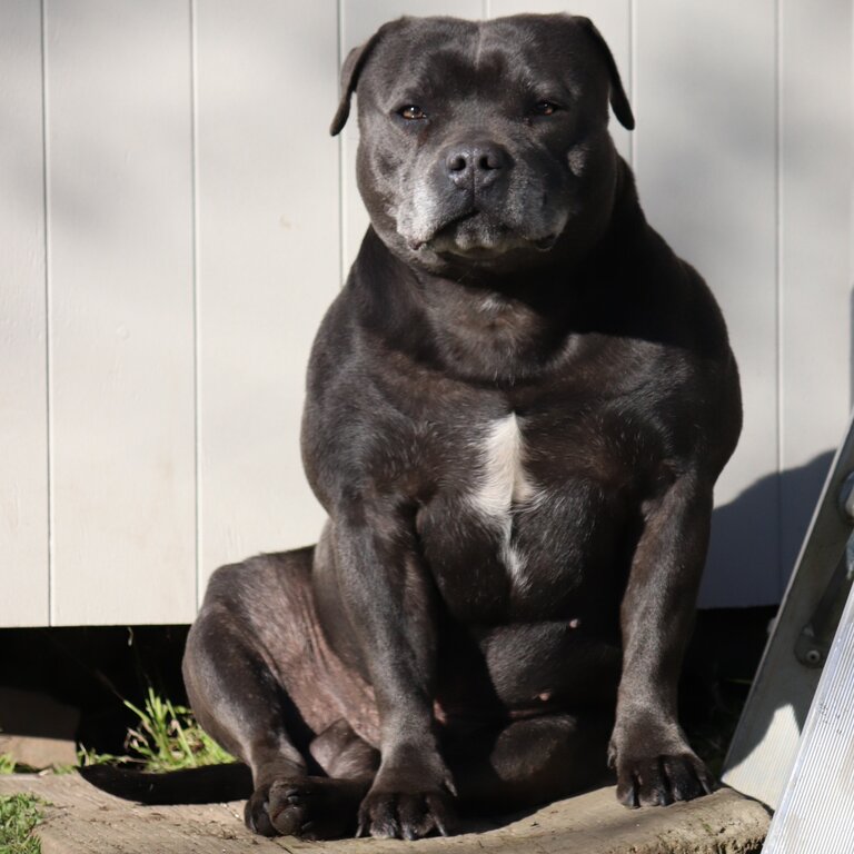 Staffordshire bull terrier puppies 