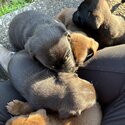 Shar pei , Rottweiler, mastiff puppies for sale !-5