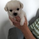 Maltese shih puppies -1