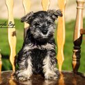 Miniture Schnauzer pups-4