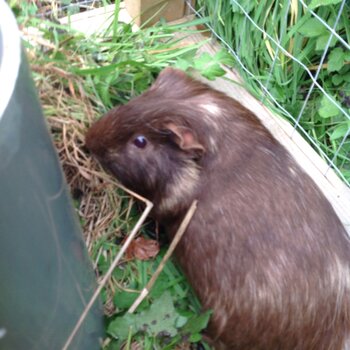 Guinea pigs for Adoption 