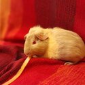 Young Albino female guinea pig -4