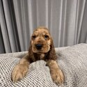 Purebred English cocker spaniel puppies -4