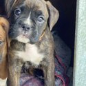 3 purebred Boxer puppies-5